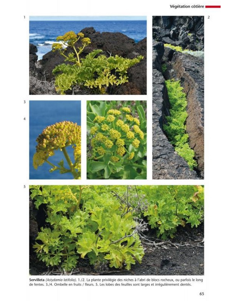 FLORE ET VÉGÉTATION DE L'ÎLE D'EL HIERRO CANARIES 3