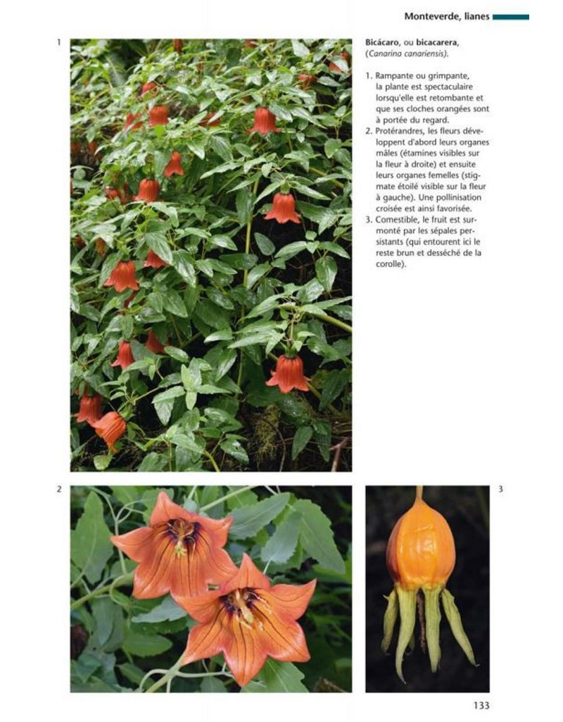 FLORE ET VÉGÉTATION DE L'ÎLE D'EL HIERRO CANARIES 4