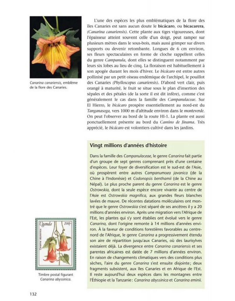 FLORE ET VÉGÉTATION DE L'ÎLE D'EL HIERRO CANARIES 5