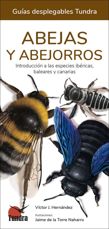 ABEJAS Y ABEJORROS. INTRODUCCIÓN A LAS ESPECIES IBÉRICAS, BALEARES Y CANARIAS. GUÍAS DESPLEGABLES TUNDRA 1