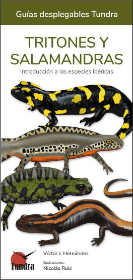 TRITONES Y SALAMANDRAS. INTRODUCCIÓN A LAS ESPECIES IBÉRICAS. GUÍAS DESPLEGABLES TUNDRA