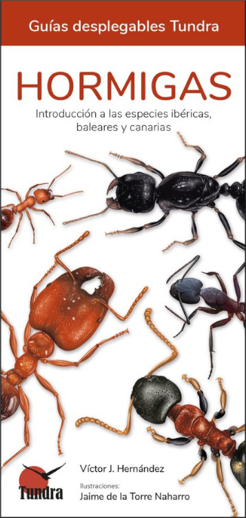 HORMIGAS. INTRODUCCIÓN A LAS ESPECIES IBÉRICAS, BALEARES Y CANARIAS. GUÍAS DESPLEGABLES TUNDRA
