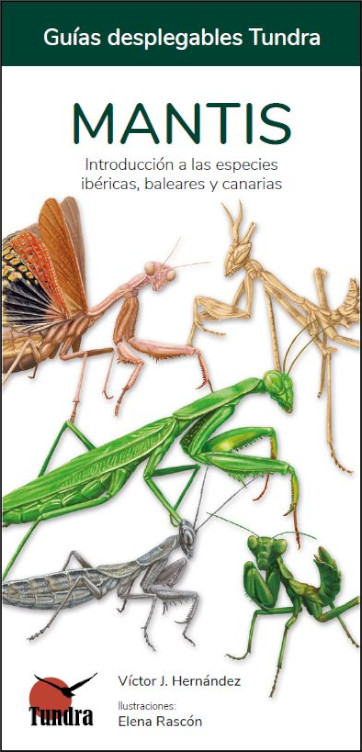 MANTIS. INTRODUCCIÓN A LAS ESPECIES IBÉRICAS, BALEARES Y CANARIAS. GUÍAS DESPLEGABLES TUNDRA