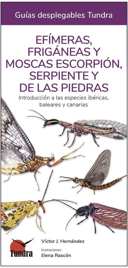 EFÍMERAS, FRIGÁNEAS Y MOSCAS ESCORPIÓN, SERPIENTE Y DE LAS PIEDRAS. INTRODUCCIÓN A LAS ESPECIES IBÉRICAS, BALEARES Y CANARIAS. GUÍAS DESPLEGABLES TUND