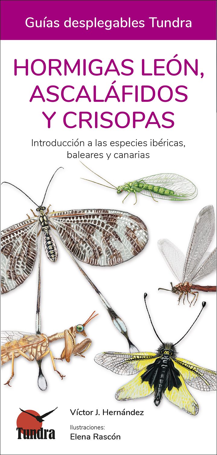 HORMIGAS LEÓN, ASCALÁFIDOS Y CRISOPAS. INTRODUCCIÓN A LAS ESPECIES IBÉRICAS, BALEARES Y CANARIAS. GUÍAS DESPLEGABLES TUNDRA