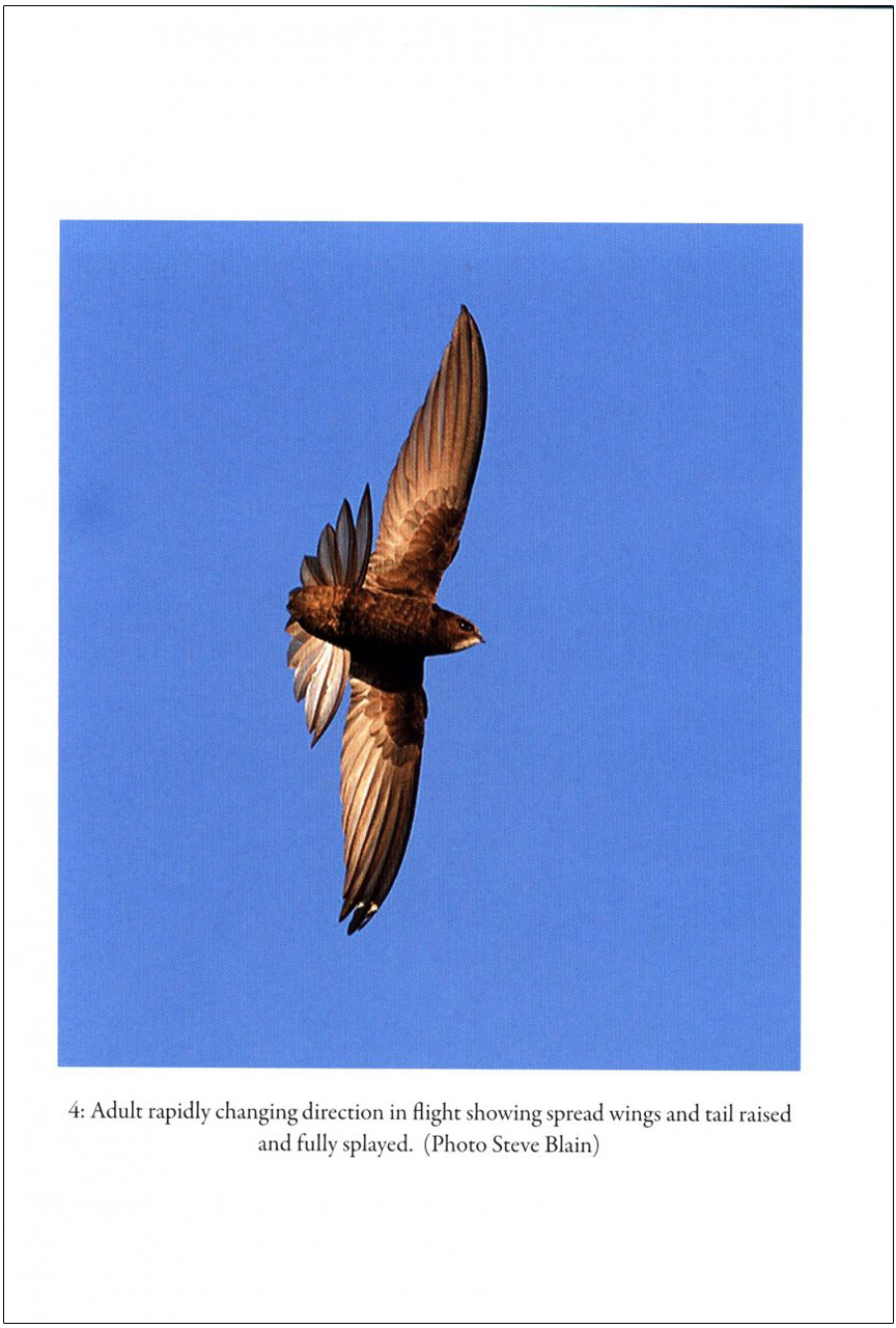 SWIFTS IN A TOWER 2