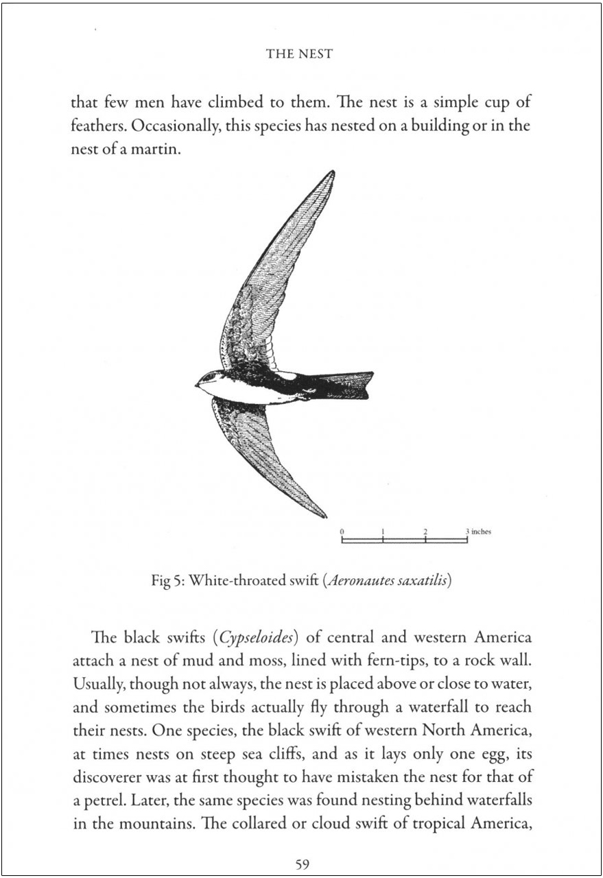 SWIFTS IN A TOWER 5