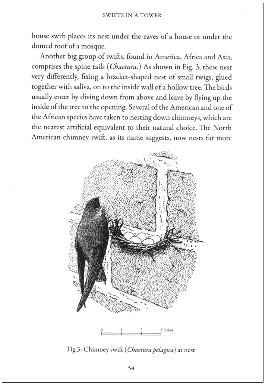 SWIFTS IN A TOWER 6