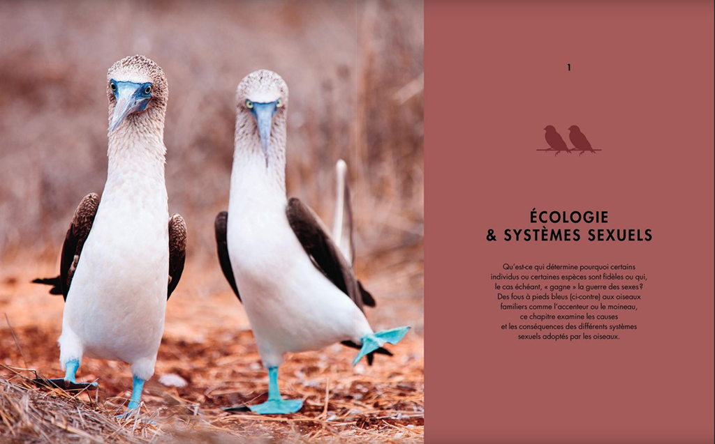 LA VIE AMOUREUSE DES OISEAUX - ETONNANTES STRATEGIES DE REPRODUCTION 3