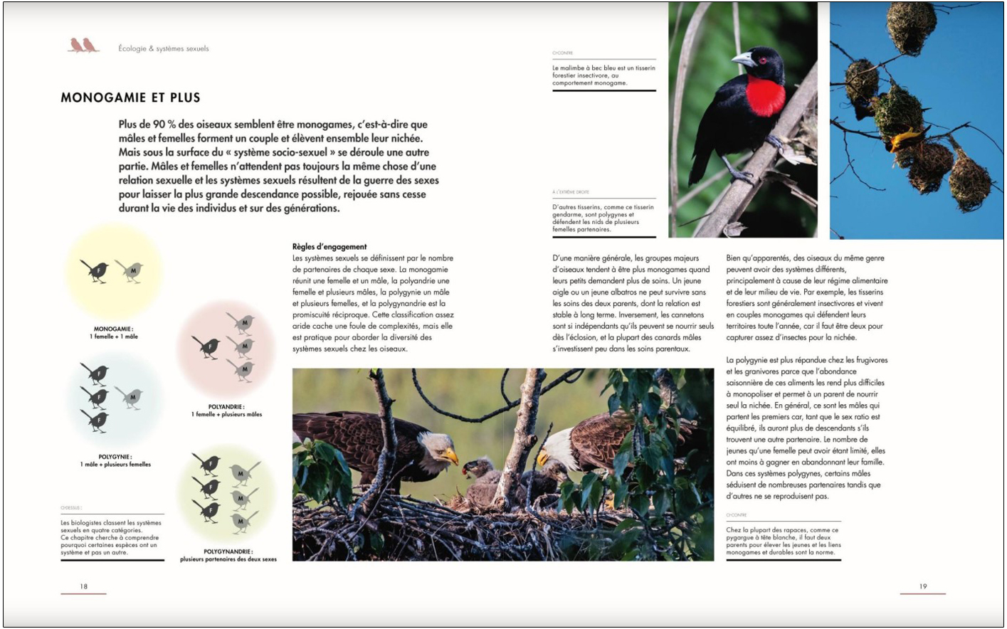 LA VIE AMOUREUSE DES OISEAUX - ETONNANTES STRATEGIES DE REPRODUCTION 4