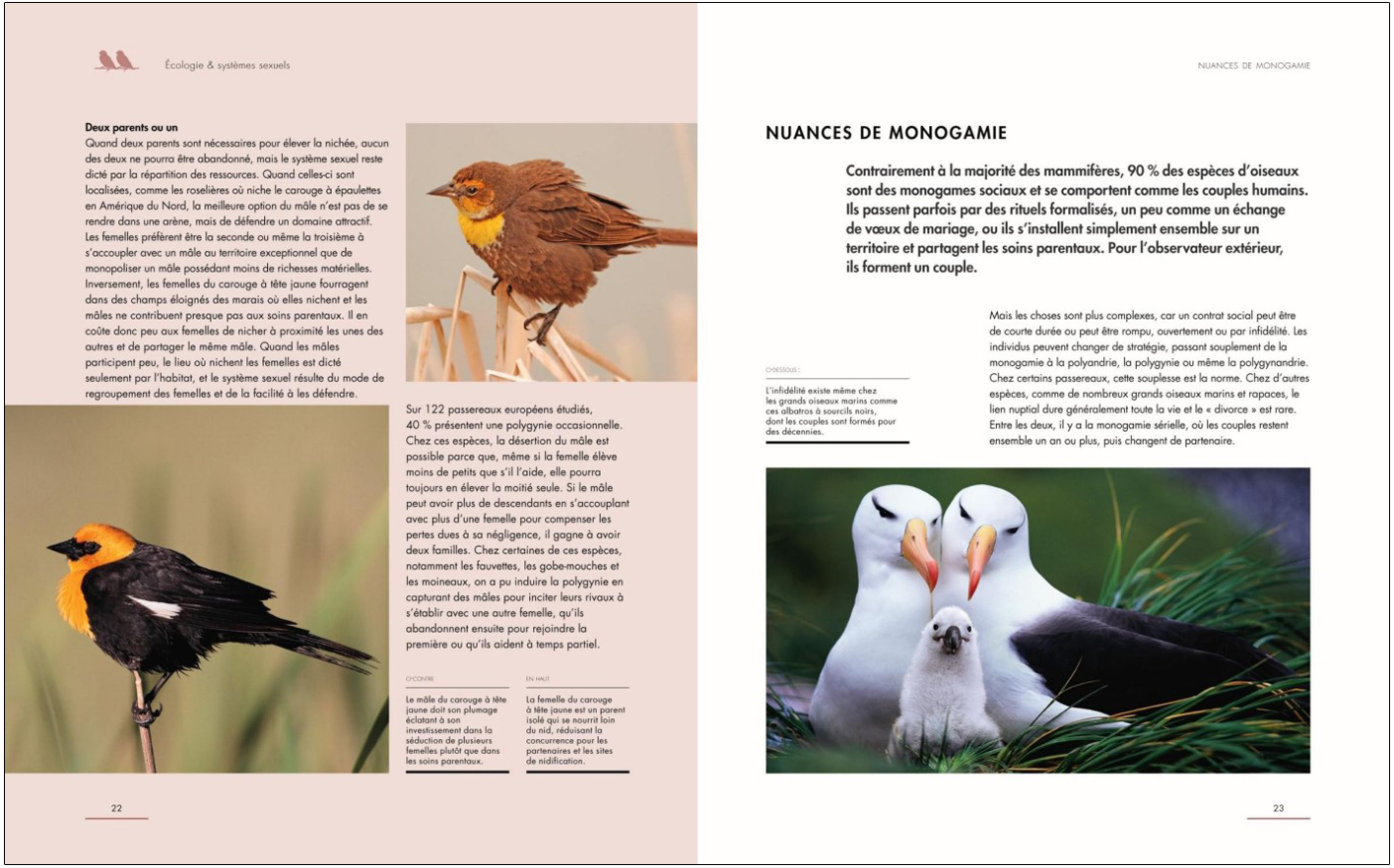 LA VIE AMOUREUSE DES OISEAUX - ETONNANTES STRATEGIES DE REPRODUCTION 5