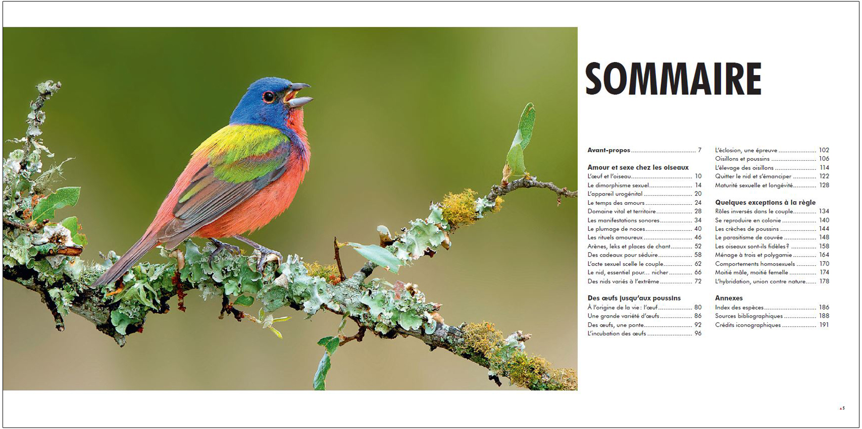 SEXE ET SEDUCTION CHEZ LES OISEAUX 2