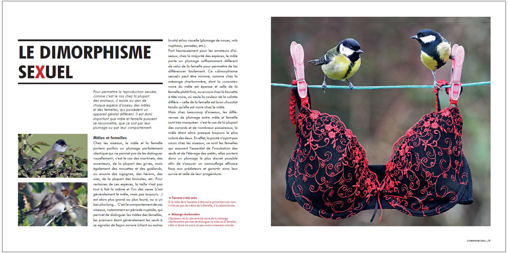 SEXE ET SEDUCTION CHEZ LES OISEAUX 4
