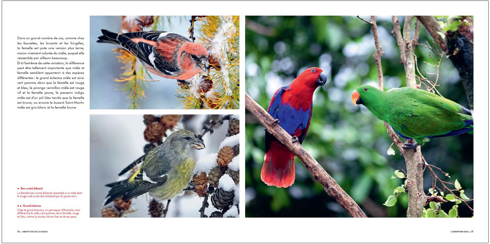 SEXE ET SEDUCTION CHEZ LES OISEAUX 5