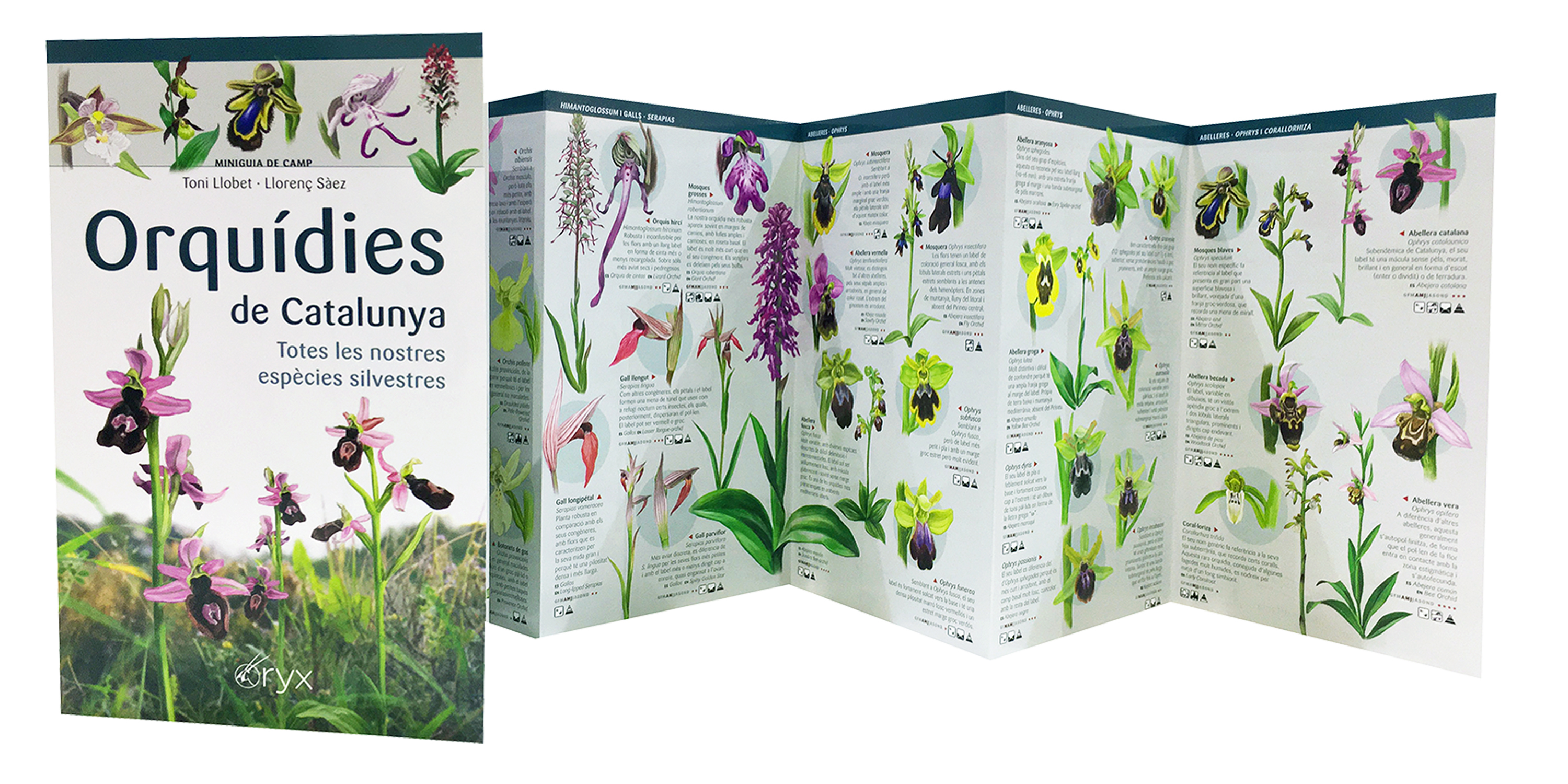 ORQUÍDIES DE CATALUNYA. TOTES LES NOSTRES ESPÈCIES SILVESTRES. MINIGUIA DE CAMP 2
