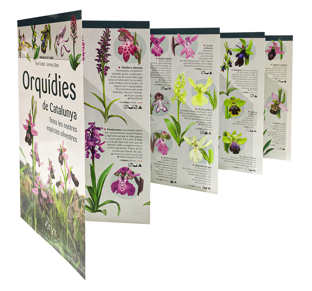 ORQUÍDIES DE CATALUNYA. TOTES LES NOSTRES ESPÈCIES SILVESTRES. MINIGUIA DE CAMP 4