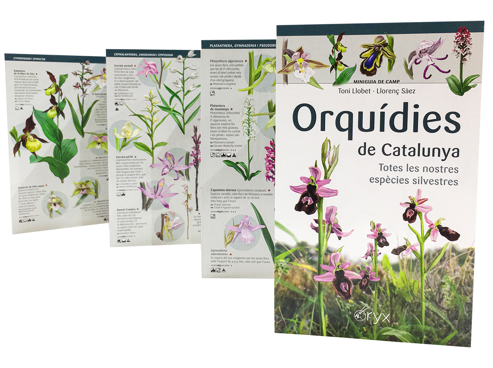 ORQUÍDIES DE CATALUNYA. TOTES LES NOSTRES ESPÈCIES SILVESTRES. MINIGUIA DE CAMP 5