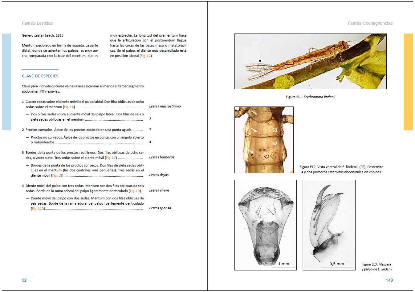 LARVAS DE LIBÉLULAS EN LA PENÍNSULA IBÉRICA 8