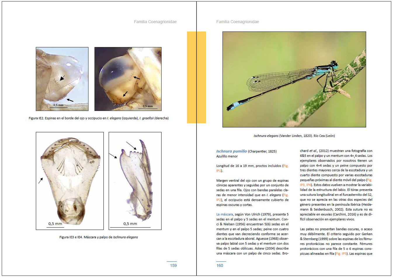 LARVAS DE LIBÉLULAS EN LA PENÍNSULA IBÉRICA 2
