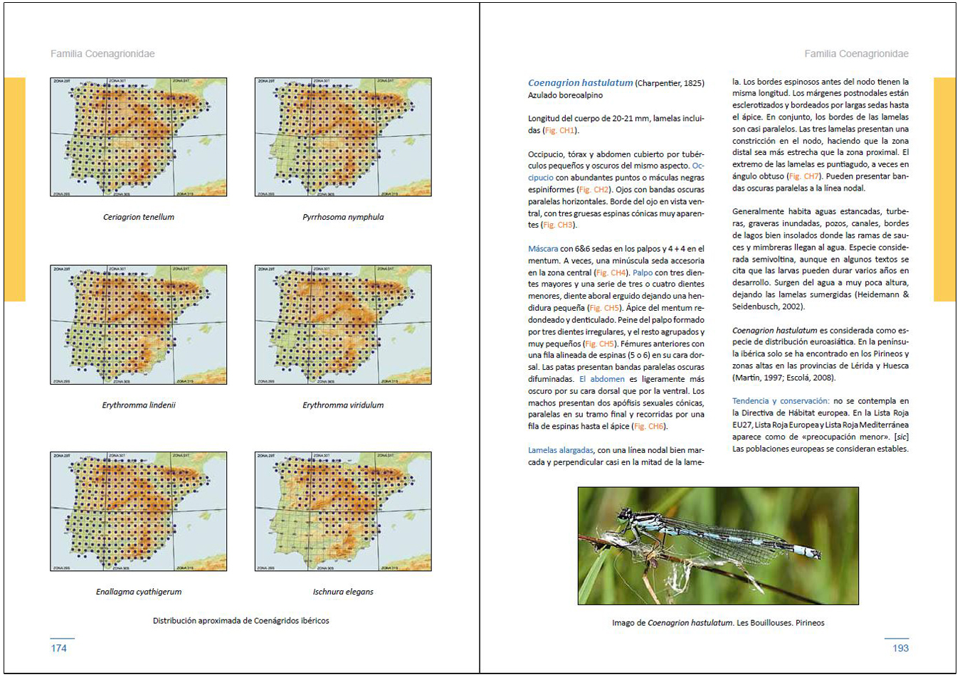 LARVAS DE LIBÉLULAS EN LA PENÍNSULA IBÉRICA 3