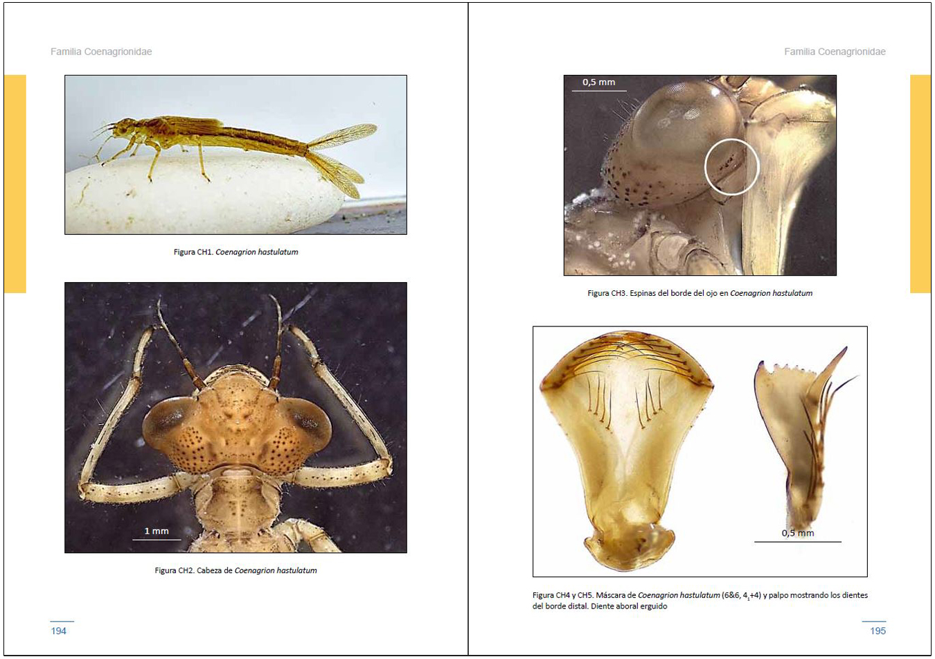 LARVAS DE LIBÉLULAS EN LA PENÍNSULA IBÉRICA 4