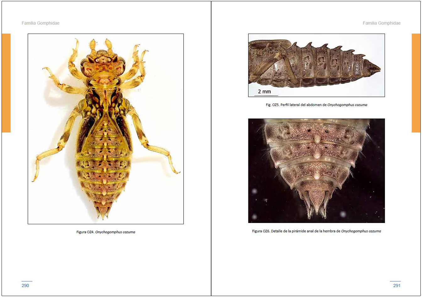 LARVAS DE LIBÉLULAS EN LA PENÍNSULA IBÉRICA 5