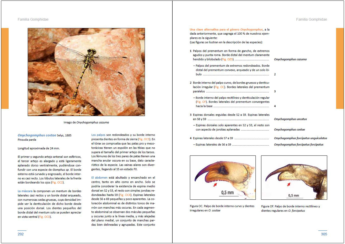LARVAS DE LIBÉLULAS EN LA PENÍNSULA IBÉRICA 6