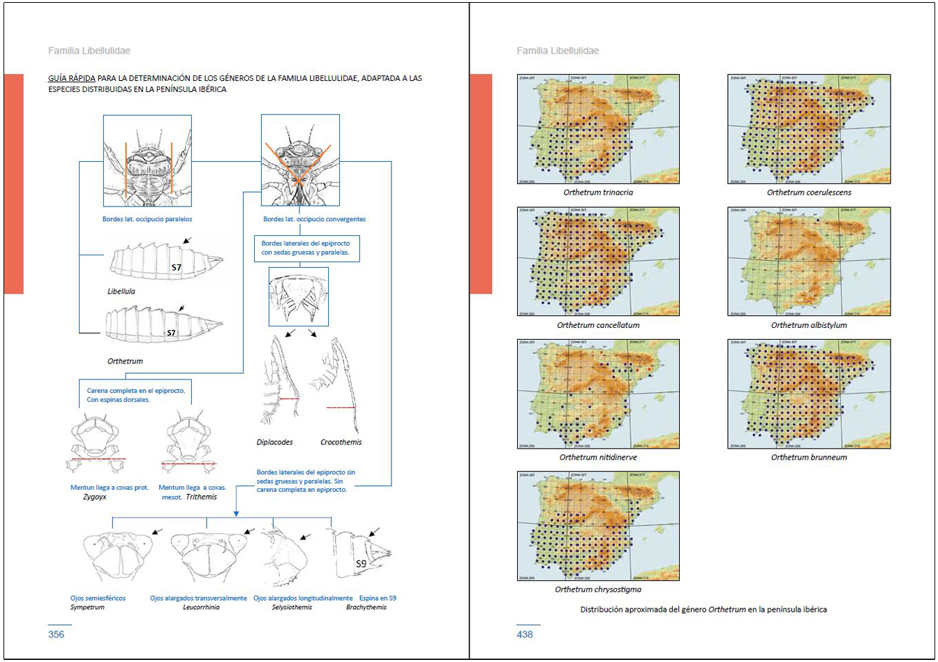LARVAS DE LIBÉLULAS EN LA PENÍNSULA IBÉRICA 7