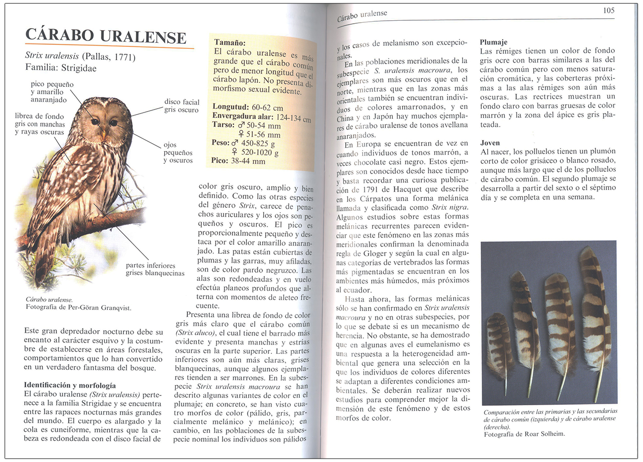 GUÍA DE RAPACES NOCTURNAS DE EUROPA 3