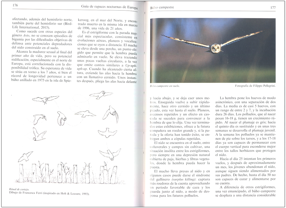 GUÍA DE RAPACES NOCTURNAS DE EUROPA 4