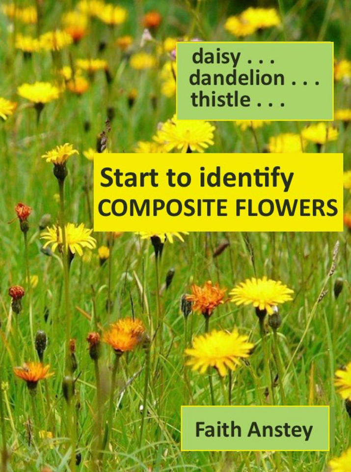 START TO IDENTIFY COMPOSITE FLOWERS: DAISY, DANDELION, THISTLE 1