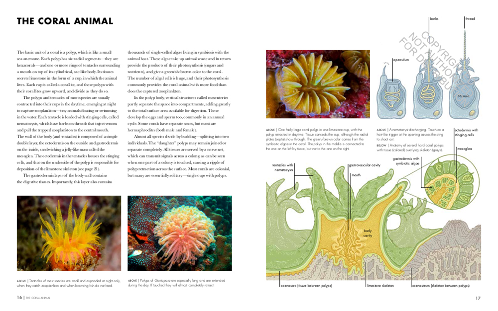 CORAL REEFS: A NATURAL HISTORY. AN ILLUSTRATED LOOK AT CORALS FROM AROUND THE WORLD 3
