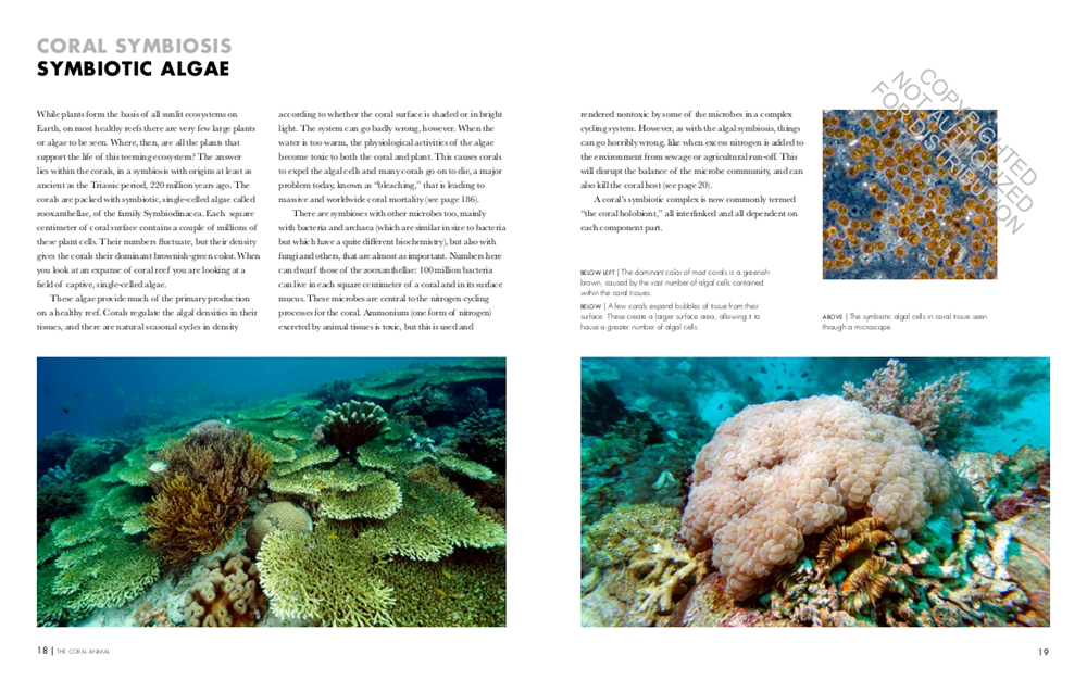 CORAL REEFS: A NATURAL HISTORY. AN ILLUSTRATED LOOK AT CORALS FROM AROUND THE WORLD 4