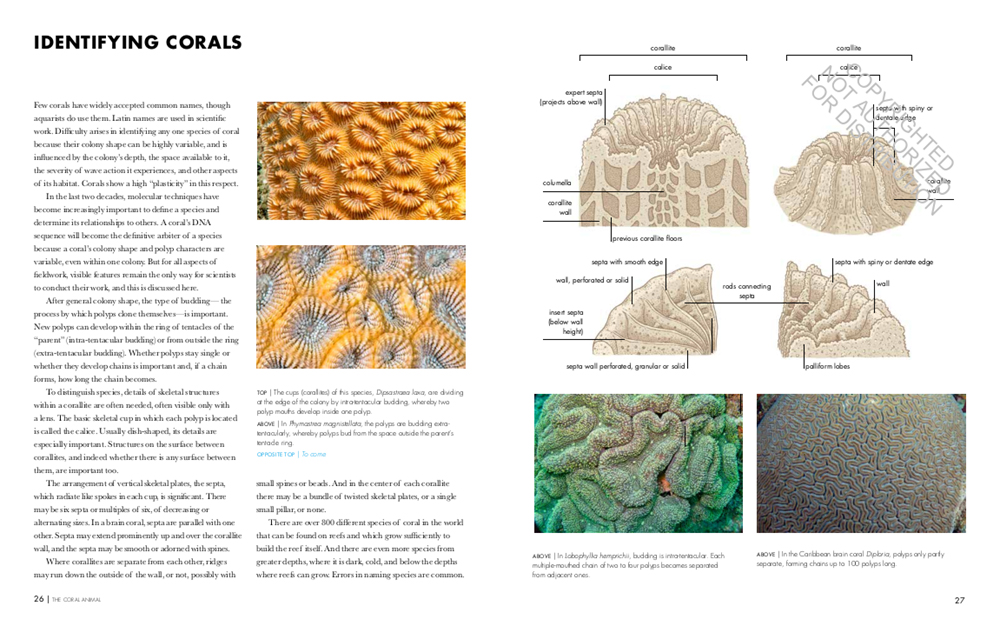 CORAL REEFS: A NATURAL HISTORY. AN ILLUSTRATED LOOK AT CORALS FROM AROUND THE WORLD 5