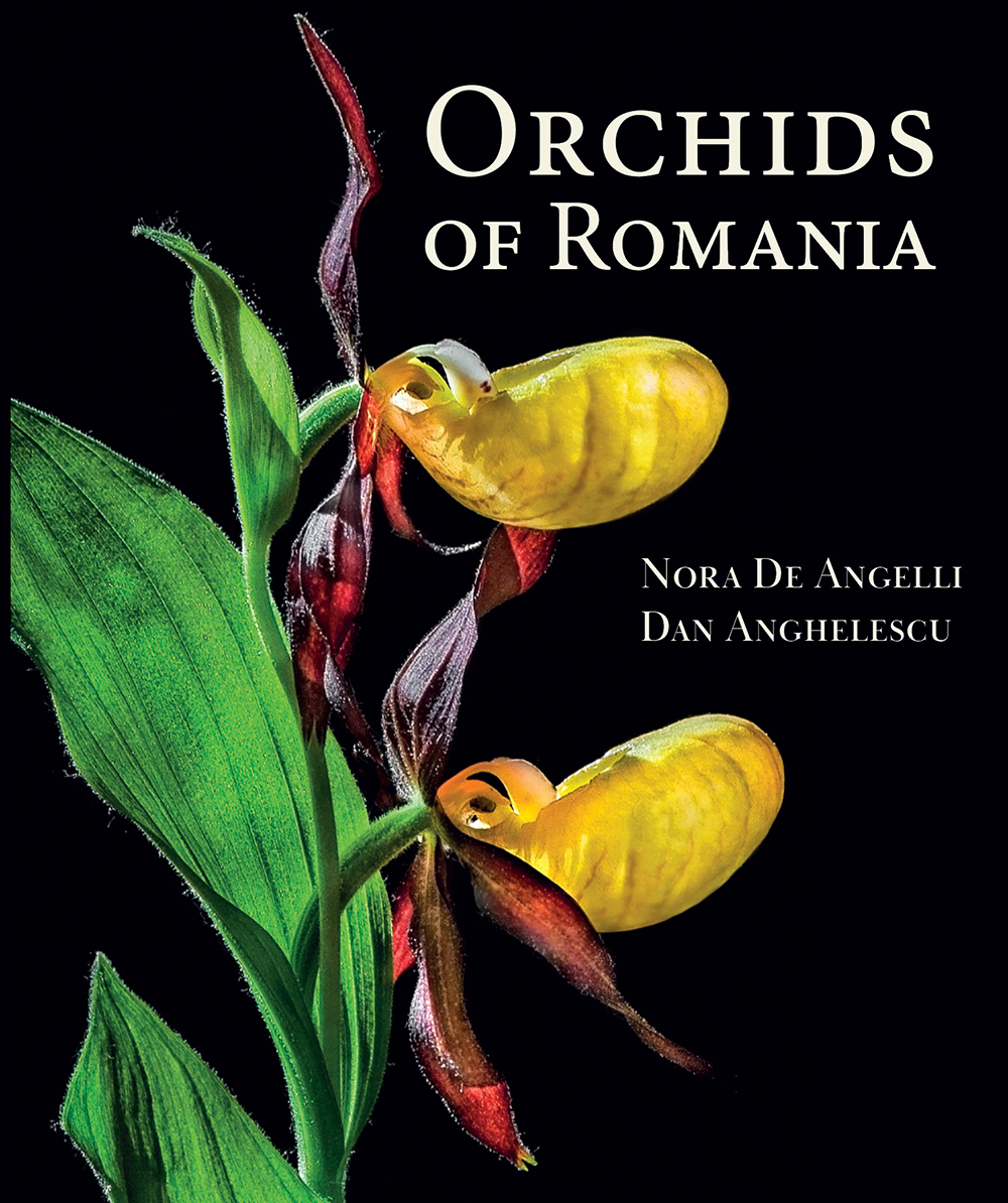 ORCHIDS OF ROMANIA 1