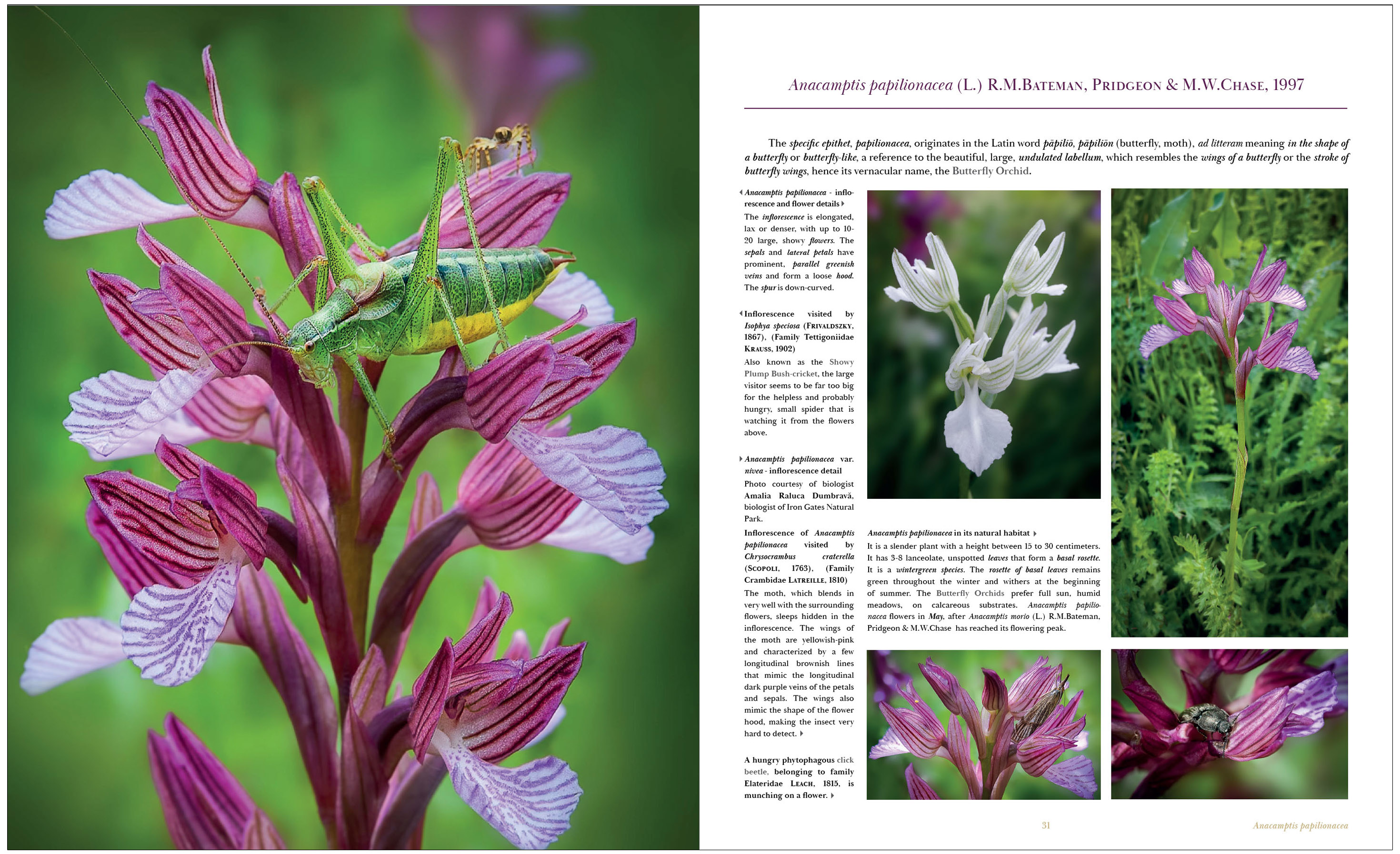 ORCHIDS OF ROMANIA 2