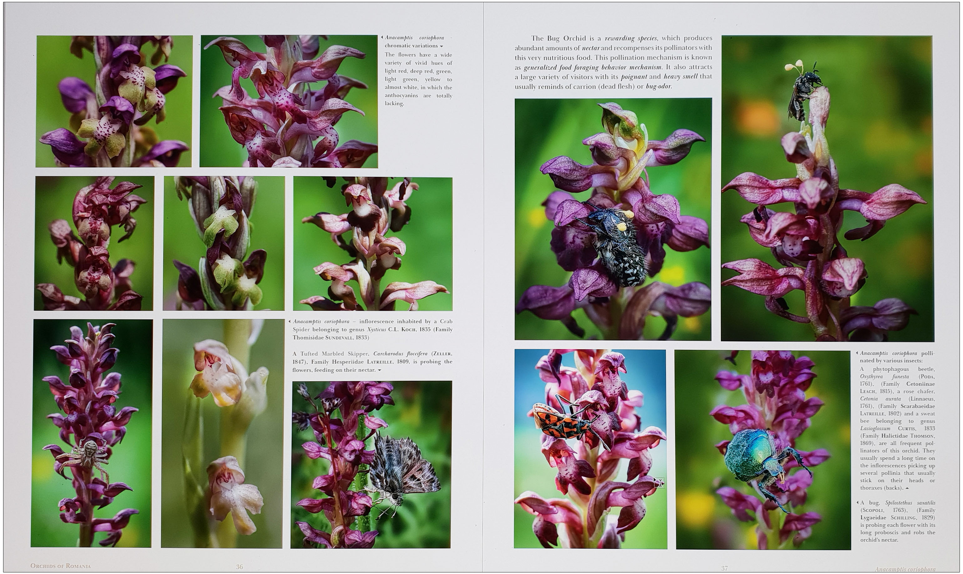 ORCHIDS OF ROMANIA 3