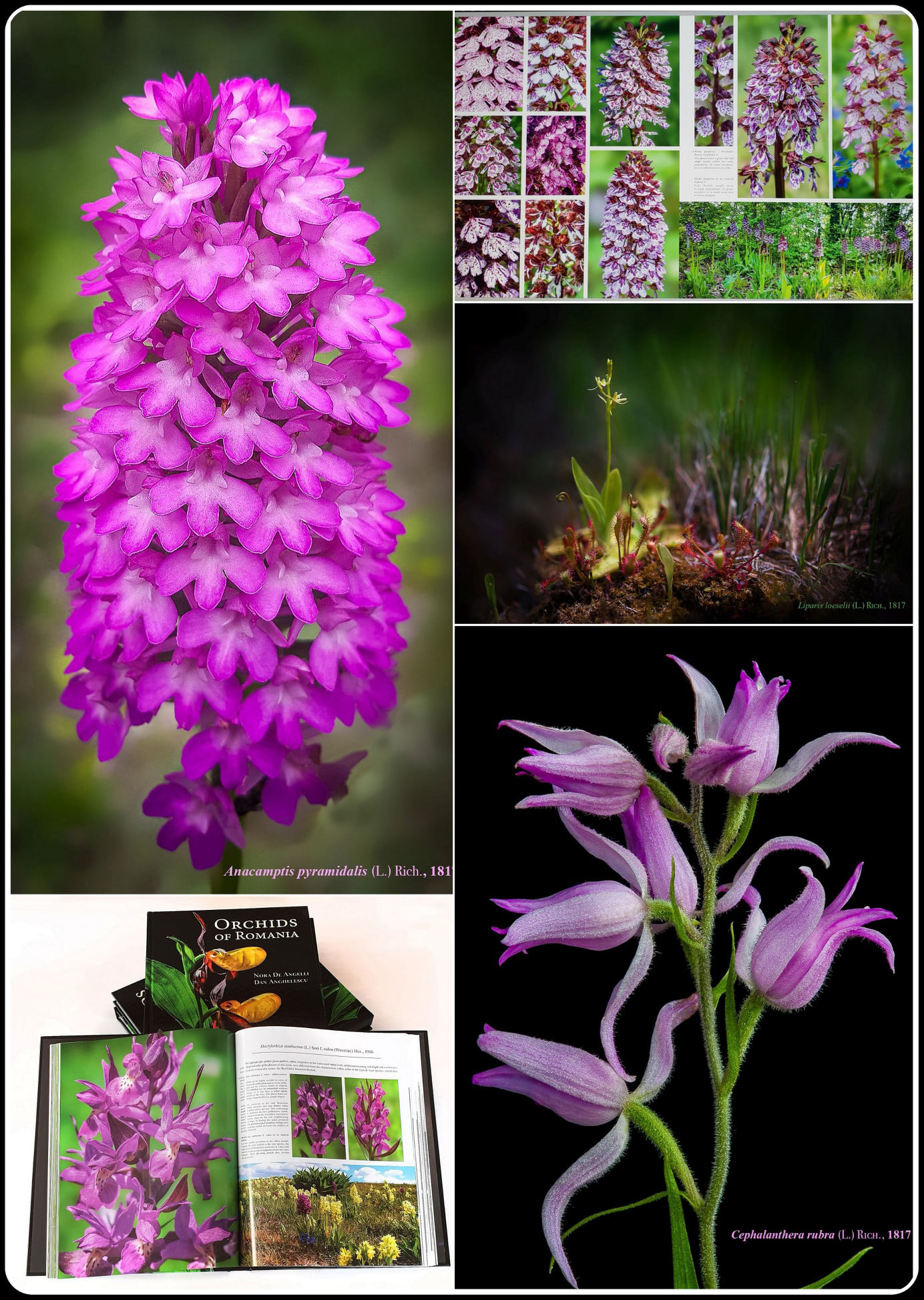ORCHIDS OF ROMANIA 4