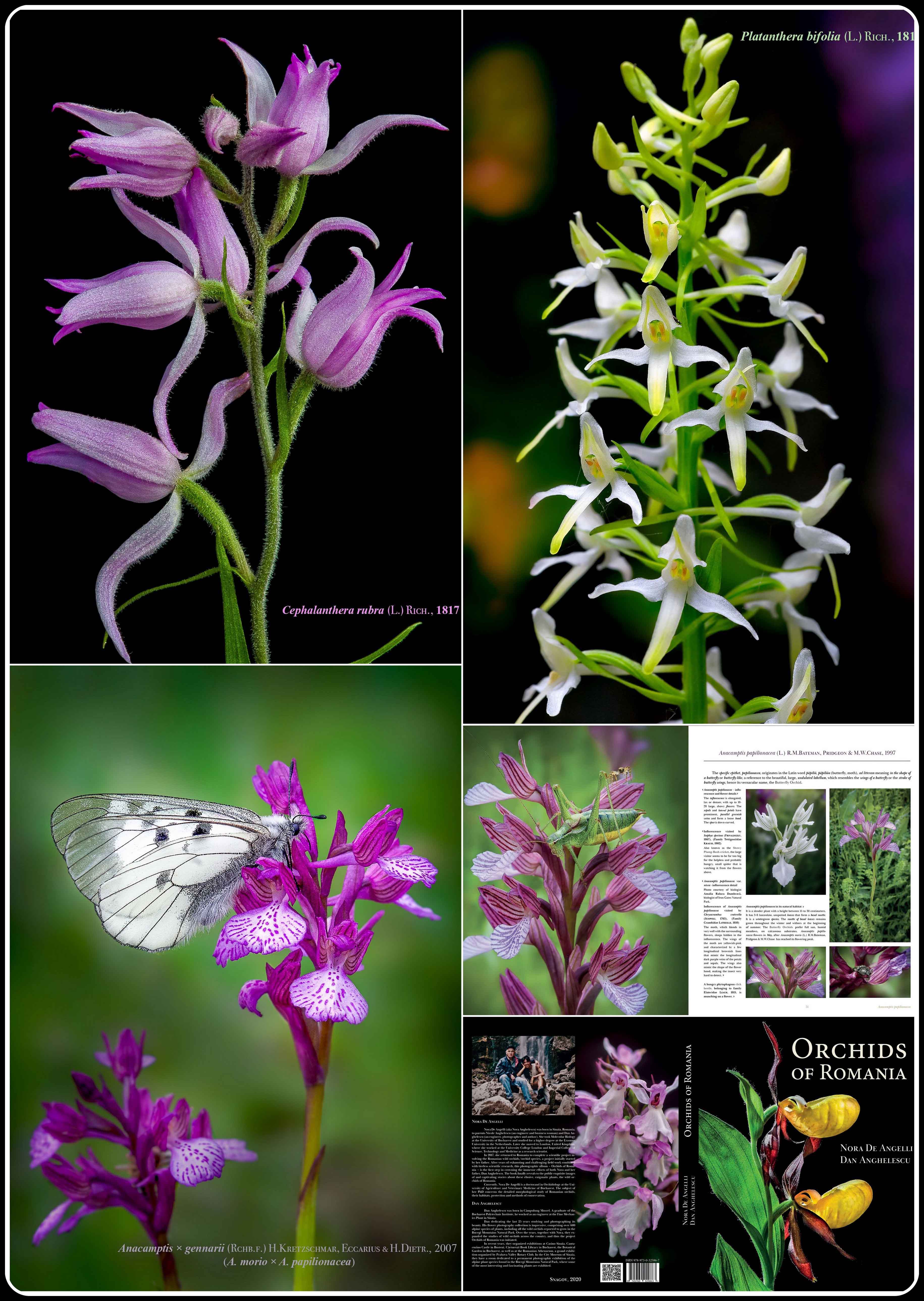 ORCHIDS OF ROMANIA 5