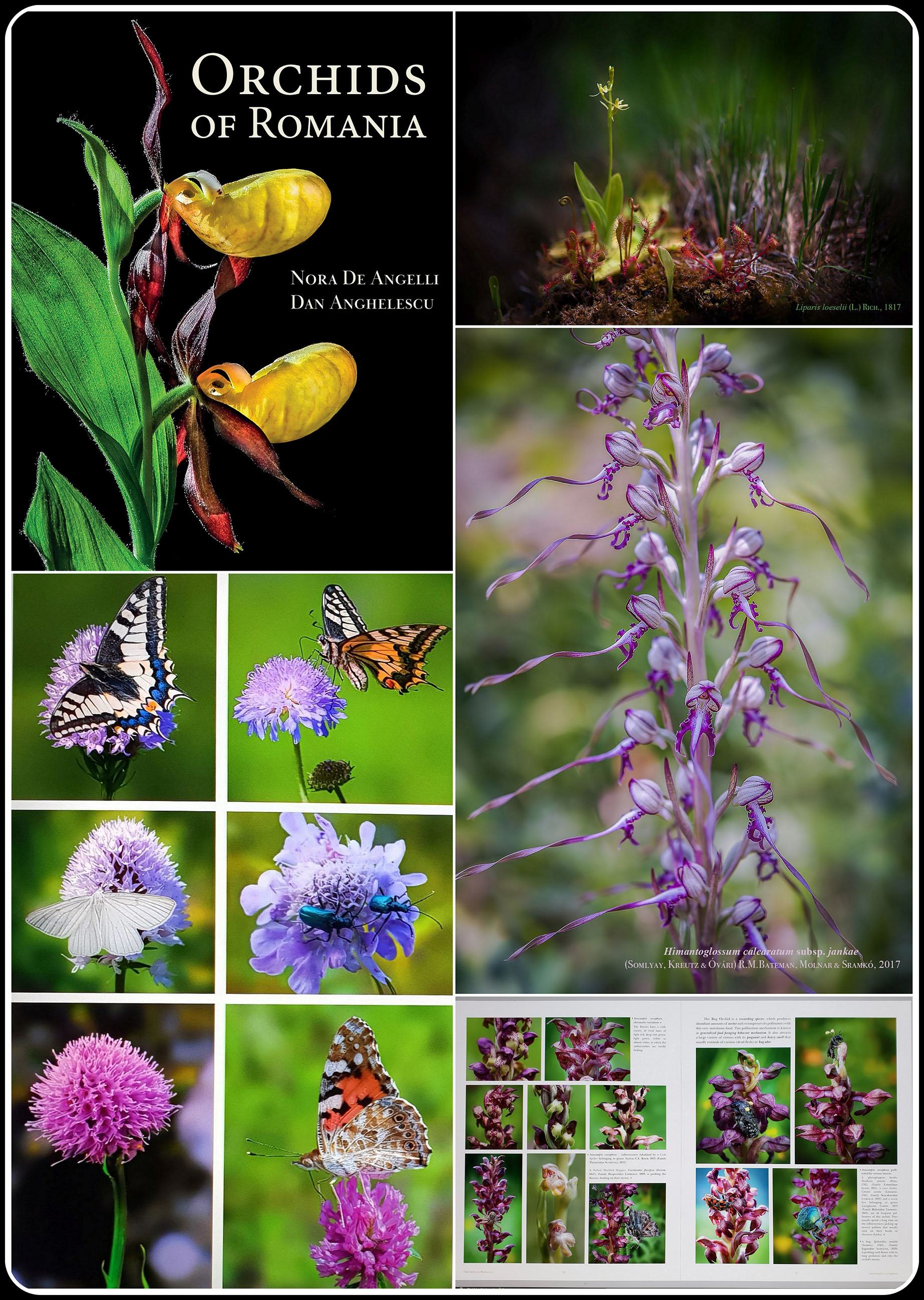 ORCHIDS OF ROMANIA 6