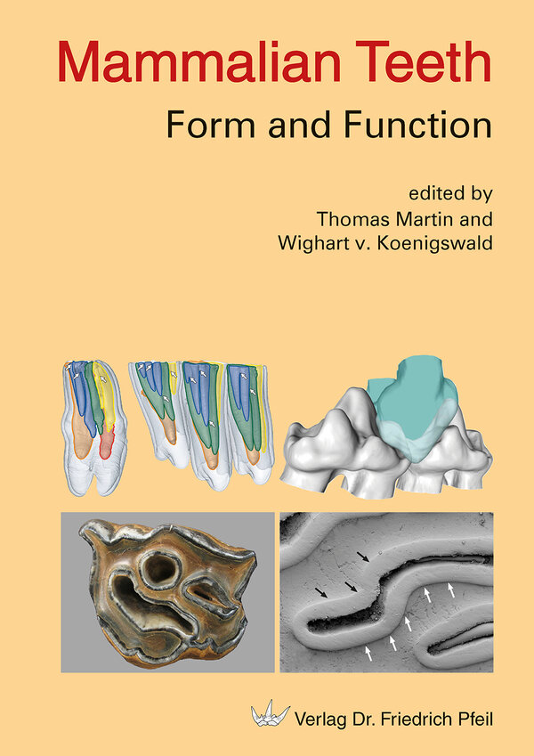 MAMMALIAN TEETH. FORM & FUNCTION