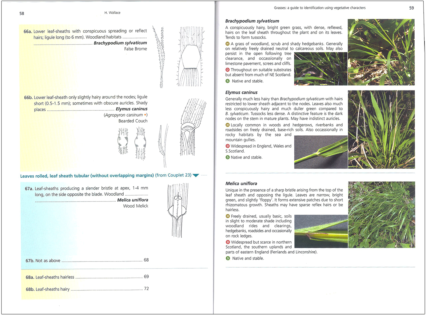 GRASSES: A GUIDE TO IDENTIFICATION USING VEGETATIVE CHARACTERS 2