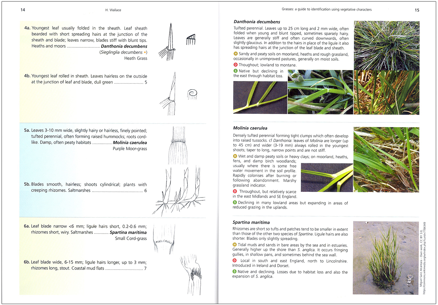 GRASSES: A GUIDE TO IDENTIFICATION USING VEGETATIVE CHARACTERS 3