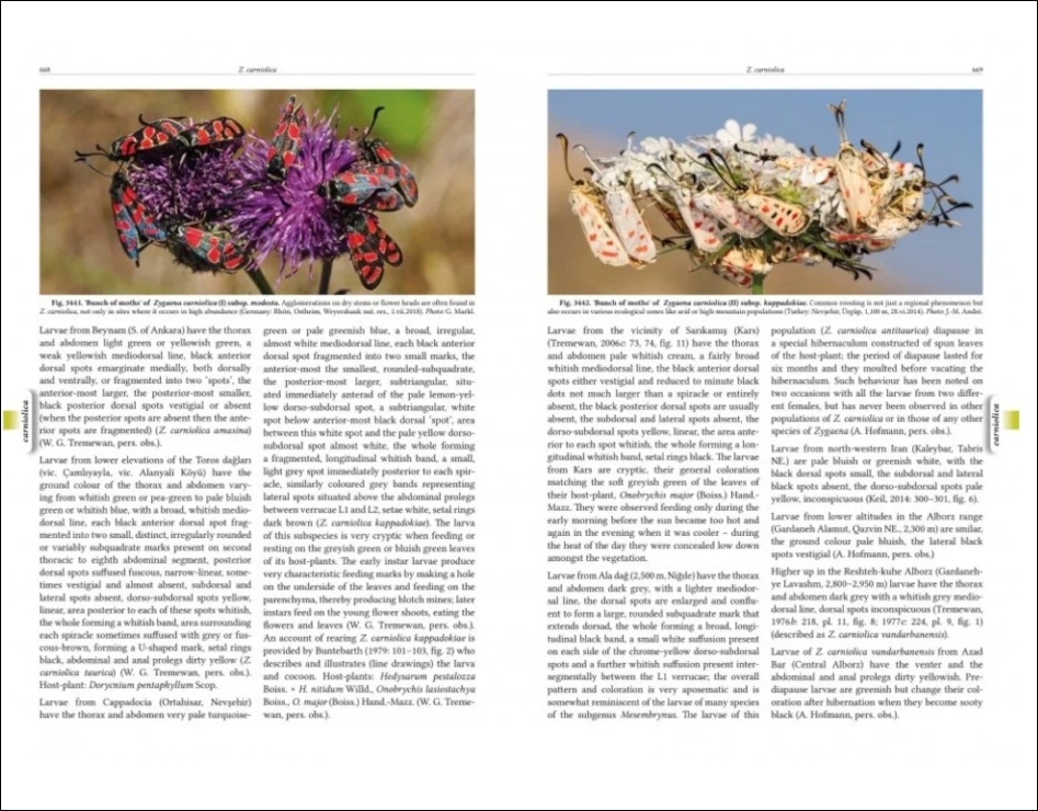 NATURAL HISTORY OF BURNET MOTHS (ZYGAENA FABRICIUS, 1775) (LEPIDOPTERA: ZYGAENIDAE) PART 3 (2-VOLUME SET) 2