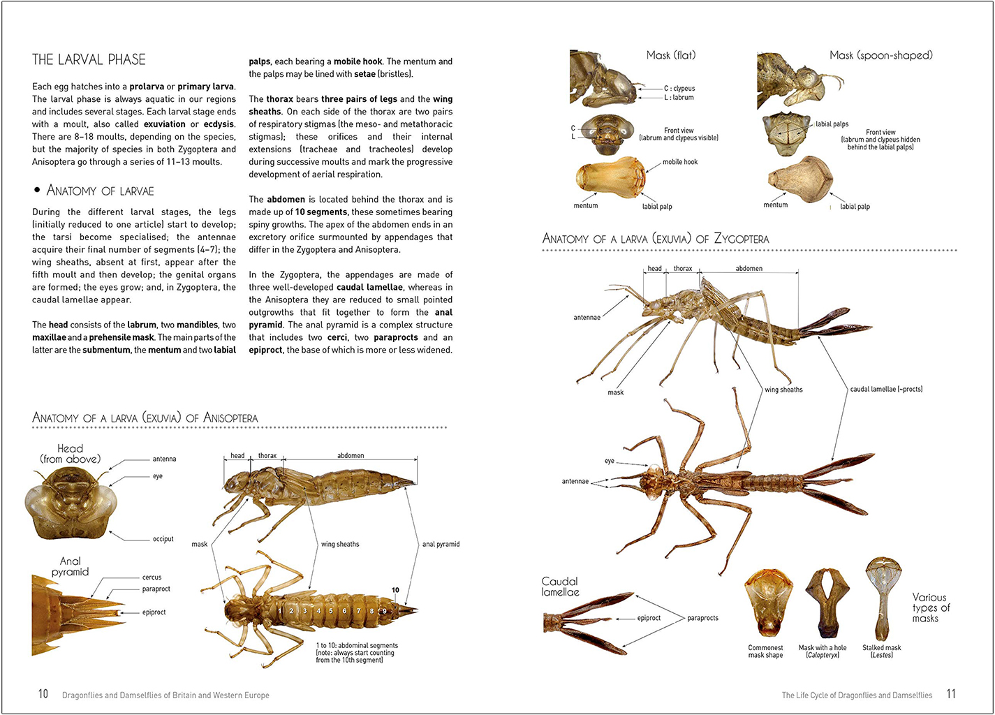 DRAGONFLIES AND DAMSELFLIES OF BRITAIN AND WESTERN EUROPE. A PHOTOGRAPHIC GUIDE 3