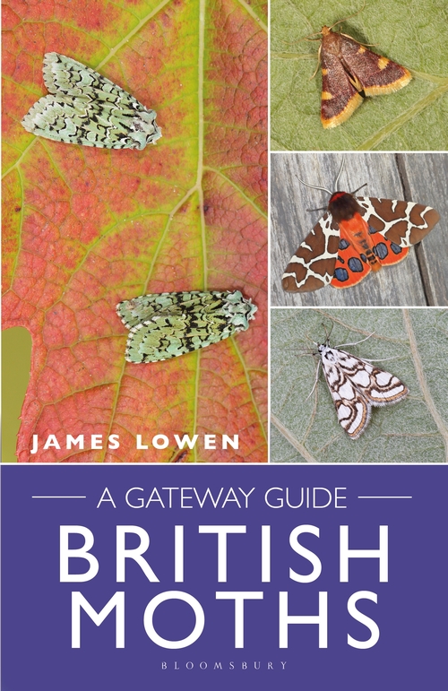 BRITISH MOTHS. A GATEWAY GUIDE
