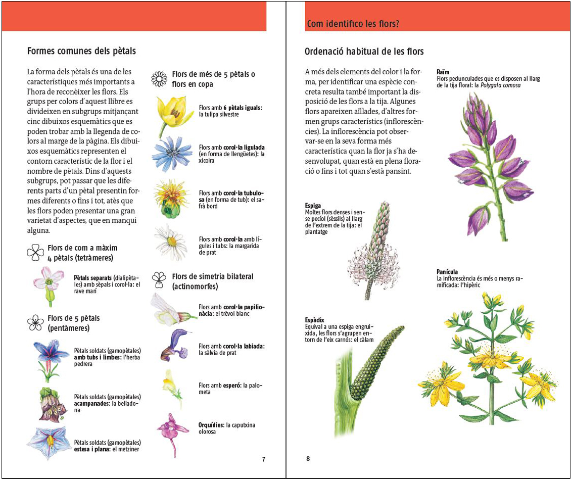 FLORS. 450 ESPÈCIES D'EUROPA 4