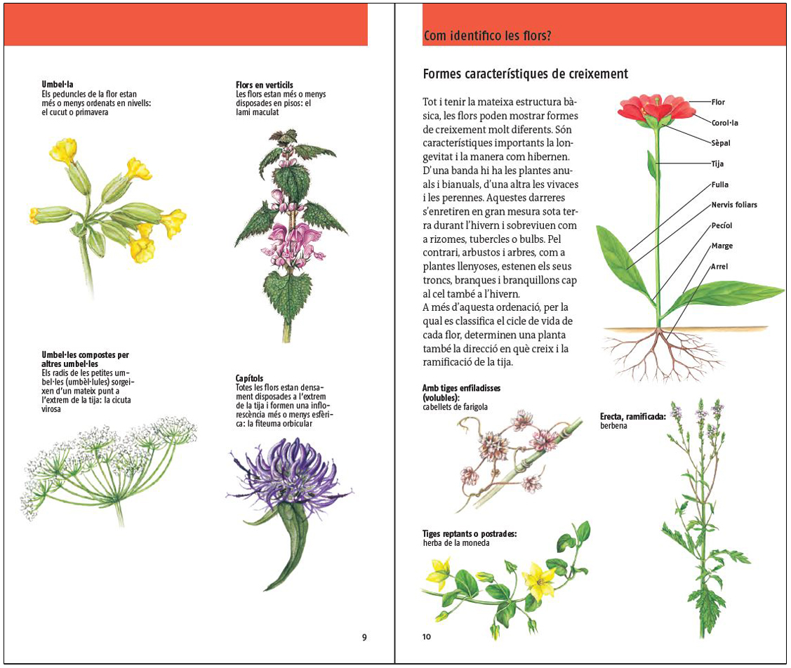 FLORS. 450 ESPÈCIES D'EUROPA 5