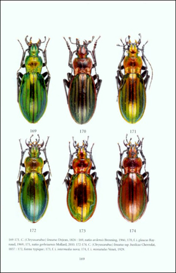 FAUNE DES CARABUS DE LA PÉNINSULE IBÉRIQUE 2