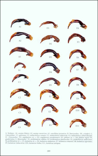 FAUNE DES CARABUS DE LA PÉNINSULE IBÉRIQUE 4